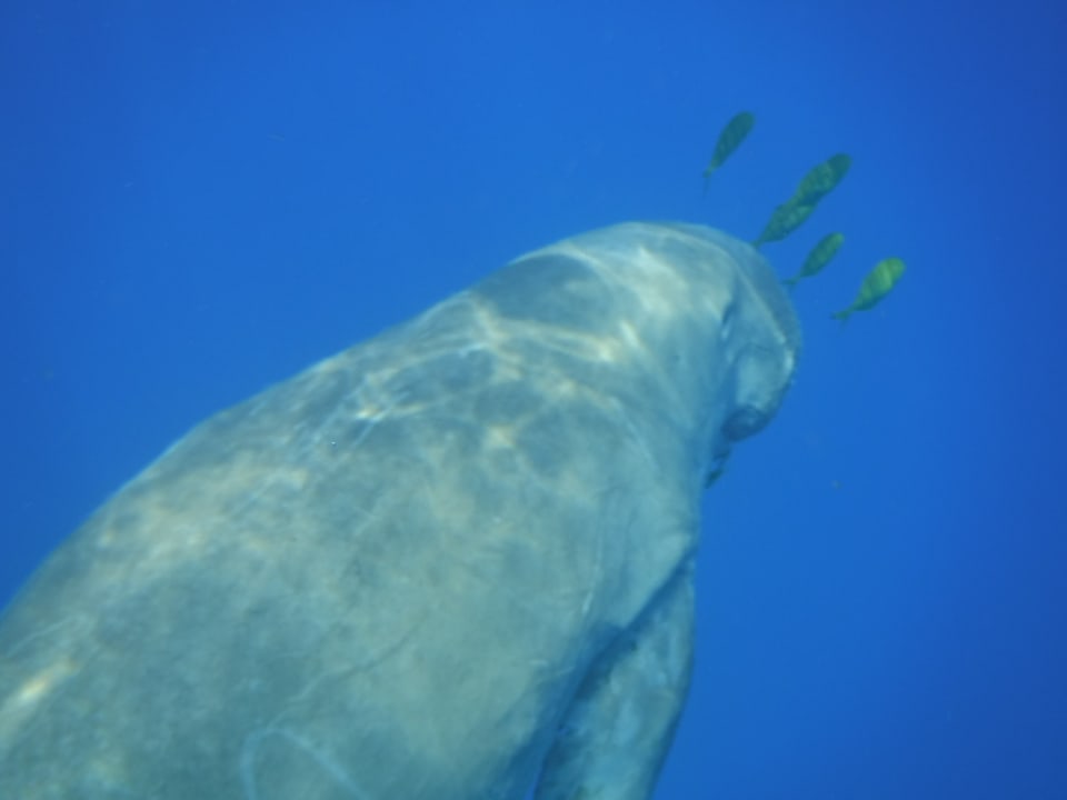 Strand Malikia Resort Abu Dabbab