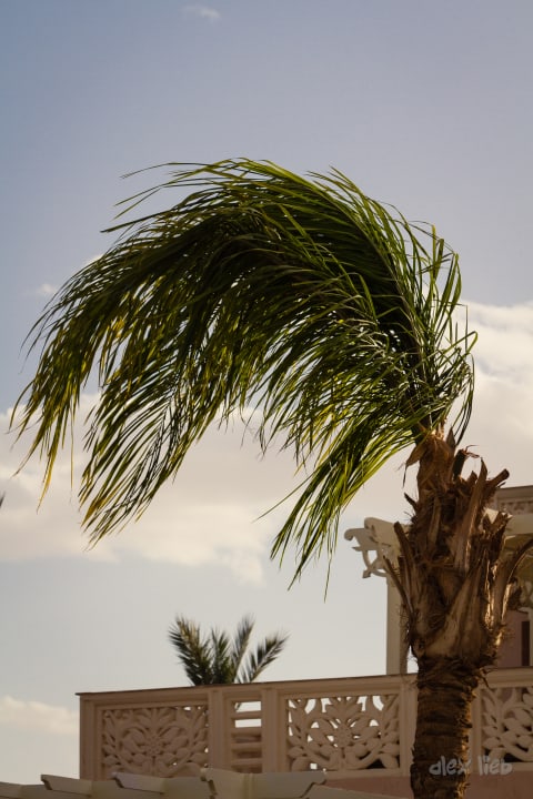 Gartenanlage Pickalbatros Palace Resort