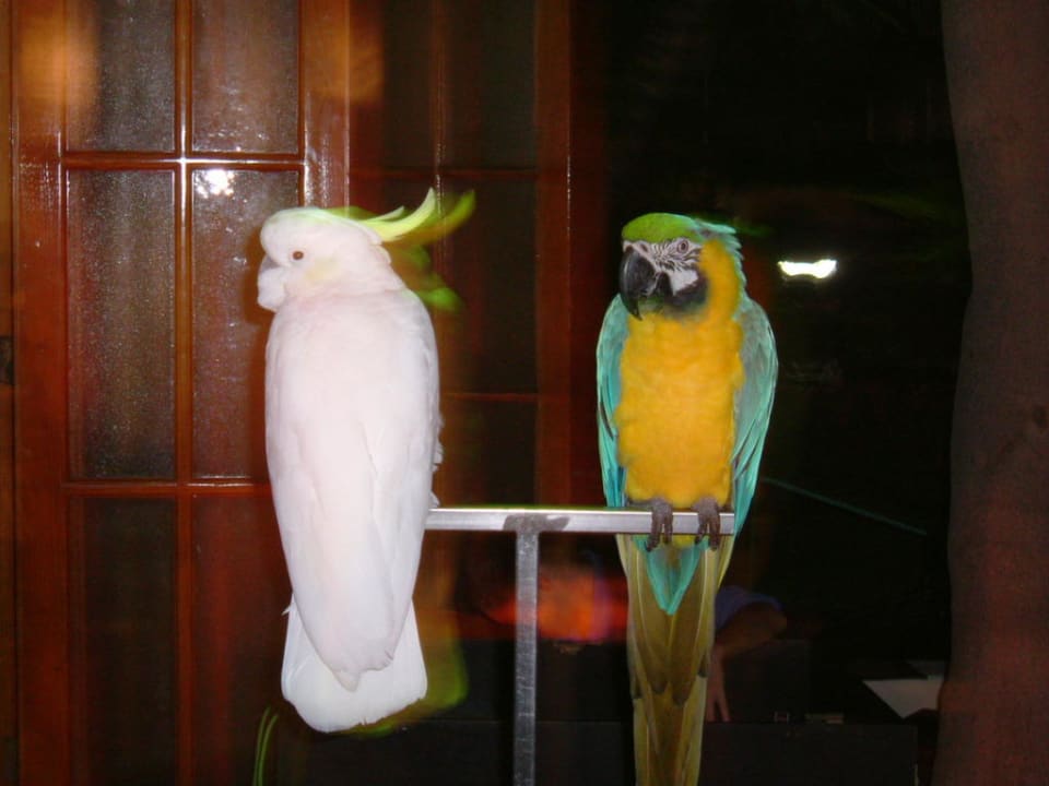Show mit Papageien H10 Las Palmeras