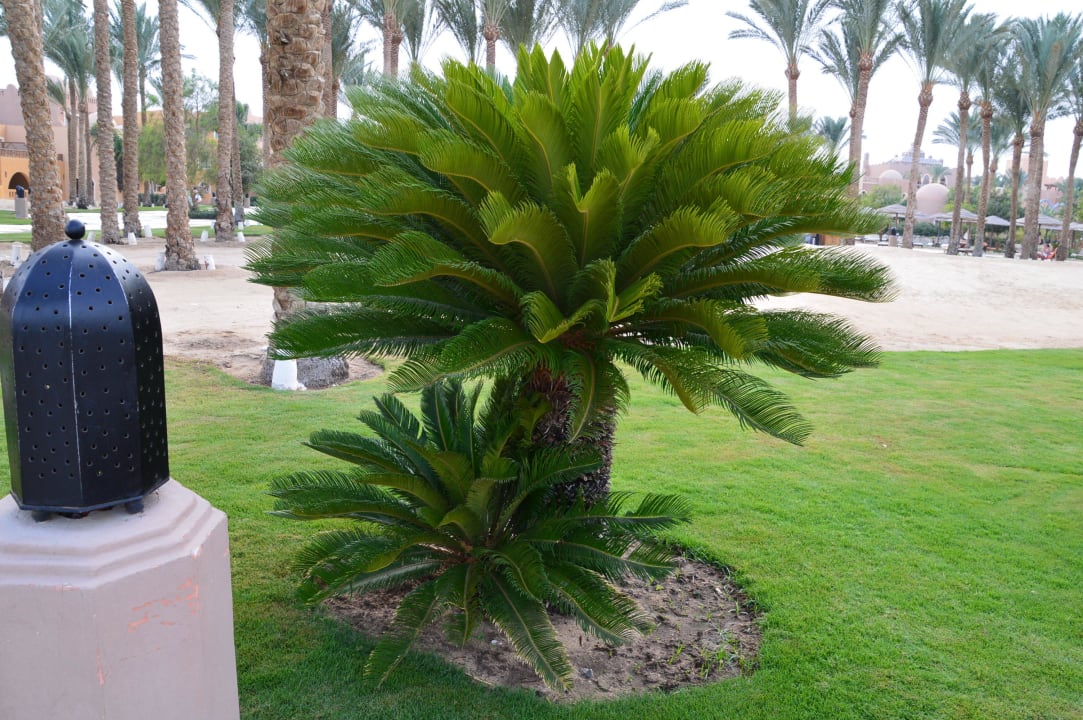 ... Grand Makadi