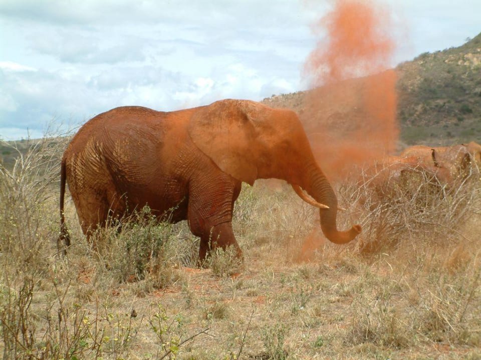 Auf Safari Neptune Paradise Beach Resort & Spa