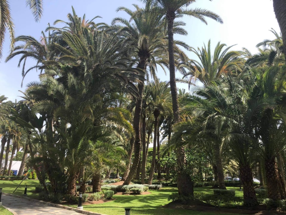 Gartenanlage Hotel Riu Palace Oasis