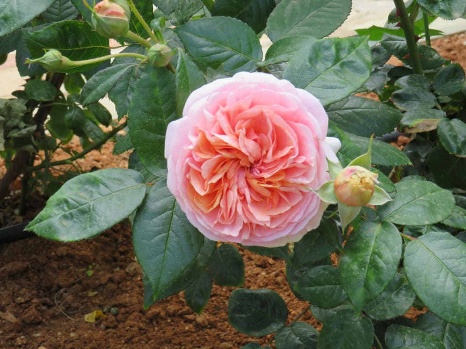 Sonstiges Mitsis Selection Rinela