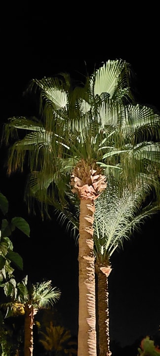 Gartenanlage Desert Rose