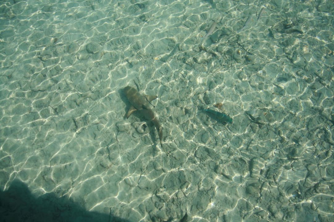 Am Strand Kuramathi Maldives