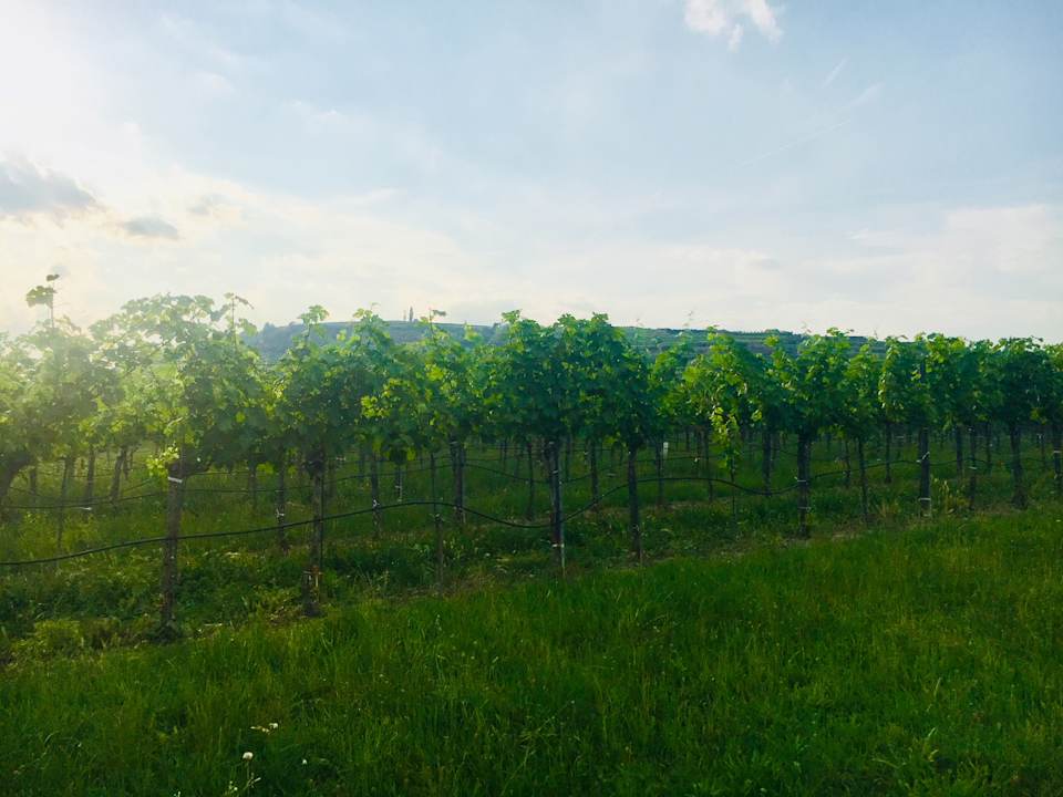 Ausblick Landhaus Weinblick