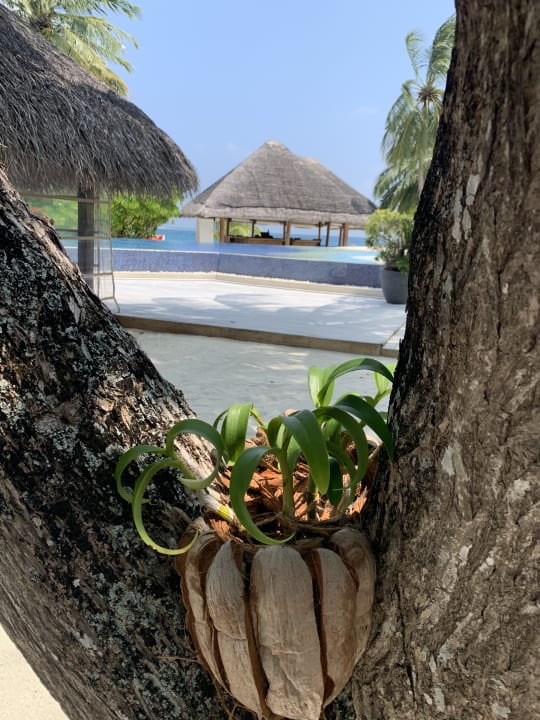 Strand Kuramathi Maldives