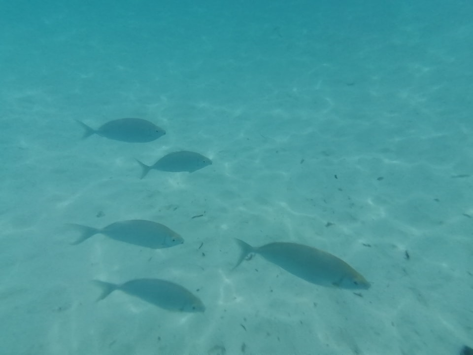 Sport & Freizeit Adaaran Select Meedhupparu Island Resort - Premium All Inclusive