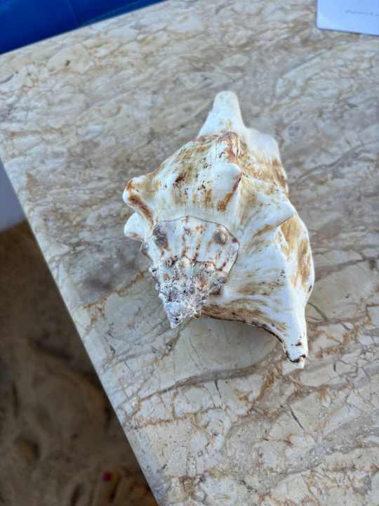 Strand Pickalbatros Vita Resort - Portofino Marsa Alam