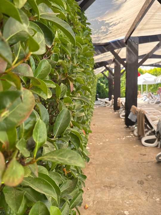 Pool Adalya Elite Lara