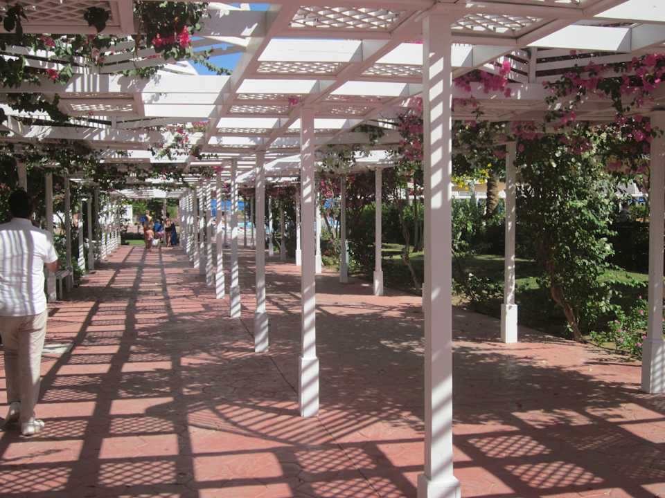 Gartenanlage Desert Rose