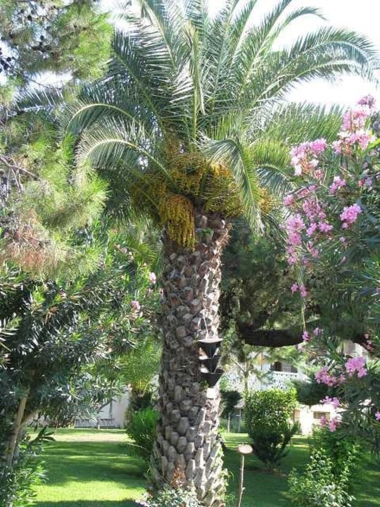 Bepflanzung Ali Bey Club