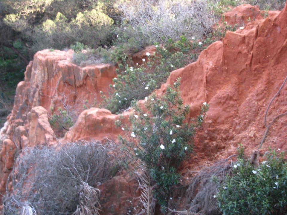Begrünte Felsen am Strand Aqua Pedra Dos Bicos Design Beach Hotel - Adults only