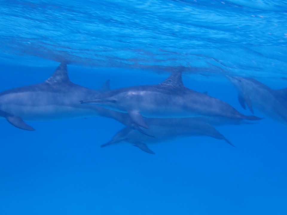 Sport & Freizeit Shams Alam Beach Resort