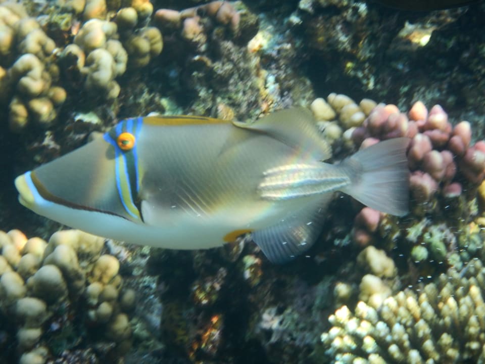 Sport & Freizeit Steigenberger Coraya Beach - Adults only