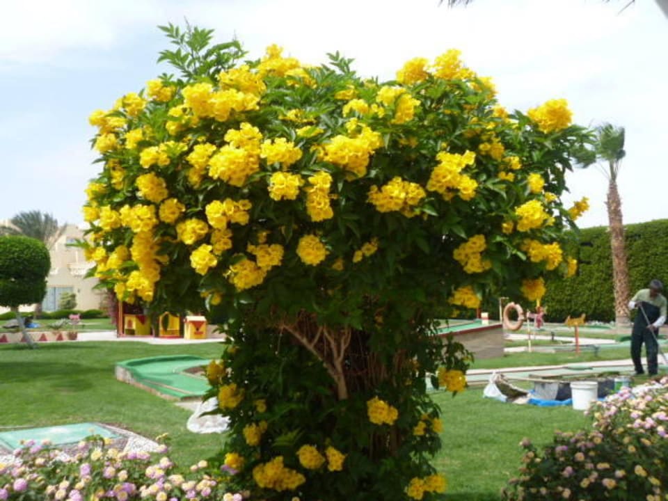 Blütenbaum Cleopatra Luxury Resort Makadi Bay