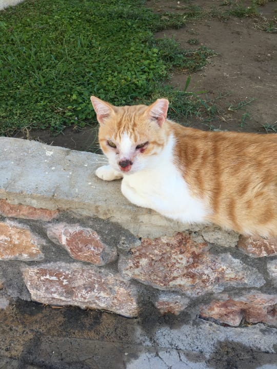 Sonstiges Atlantica Mikri Poli Rhodes