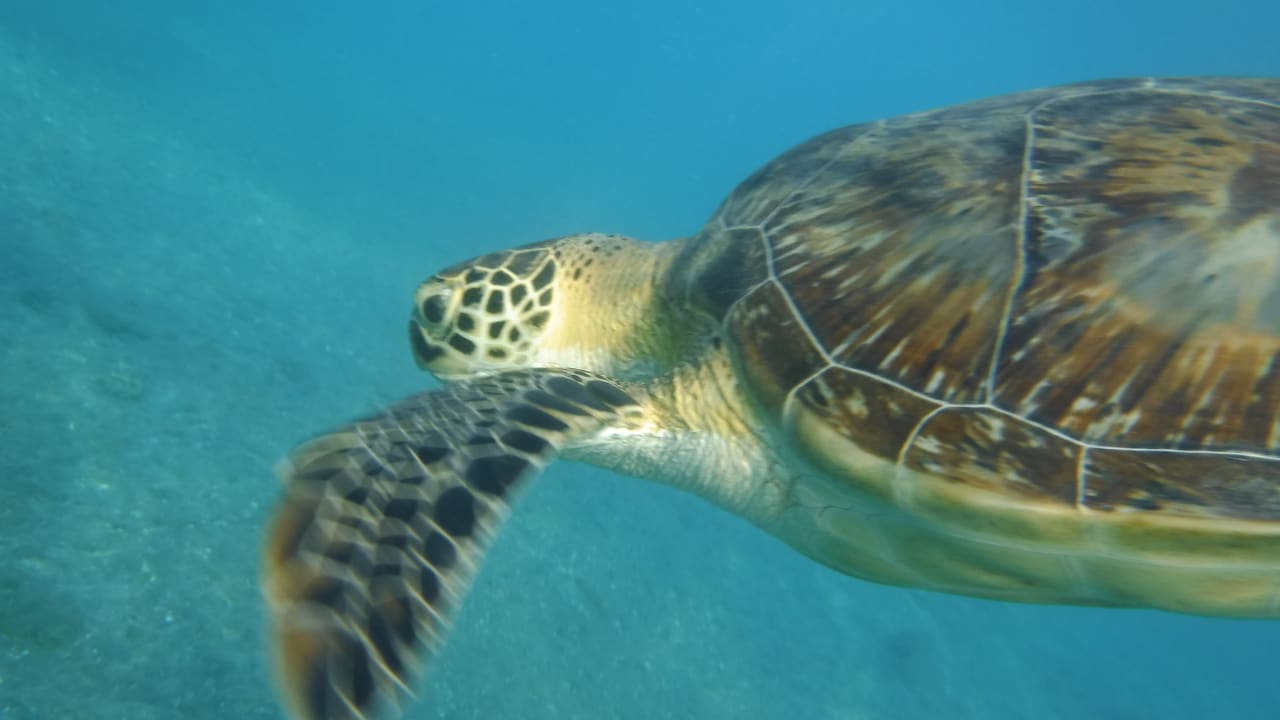 Sport & Freizeit Malikia Resort Abu Dabbab