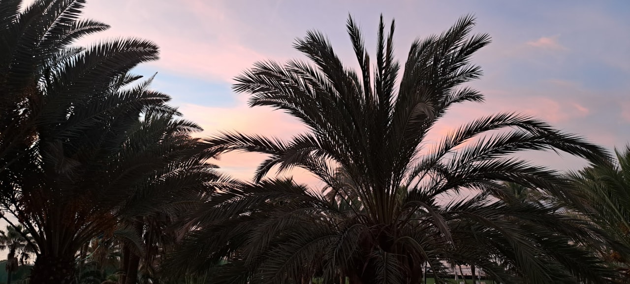 Ausblick Hotel Riu Palace Tres Islas