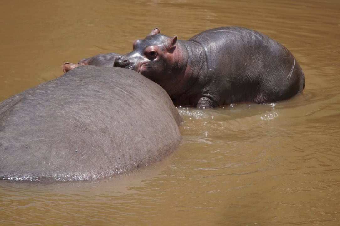 Vom Zimmer Royal Mara Safari Lodge