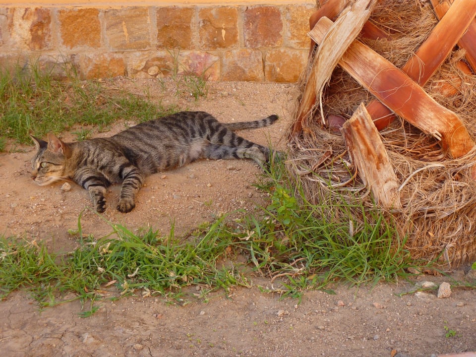 Uwaga na koty! Pickalbatros Alf Leila Wa Leila Resort - Neverland Hurghada