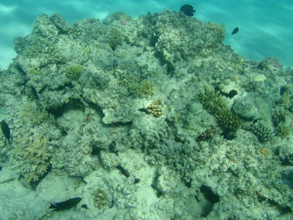 Под водой. Stella Garden Resort & Spa, Makadi Bay