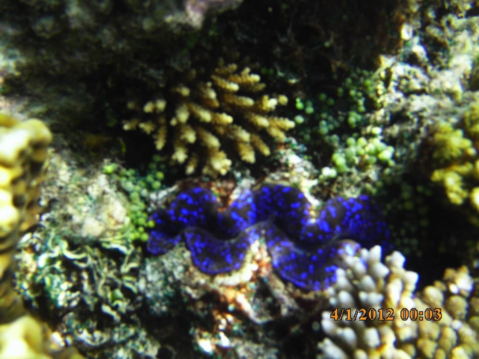 Beim Schnorcheln ananea Diamonds Athuruga