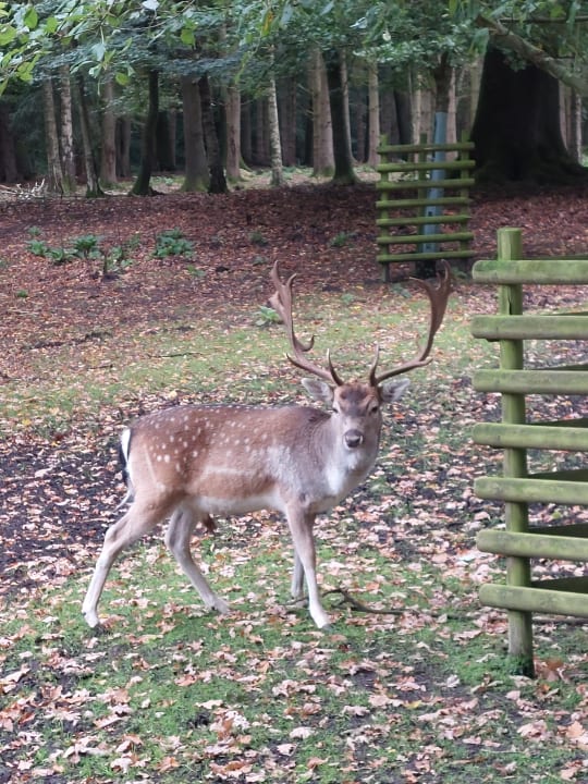 Sonstiges Vila Vita Burghotel Dinklage