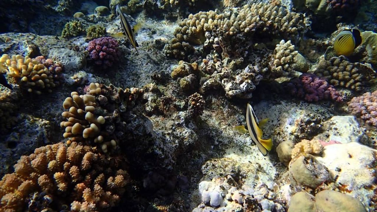 Snurkowanie Three Corners Sea Beach Resort