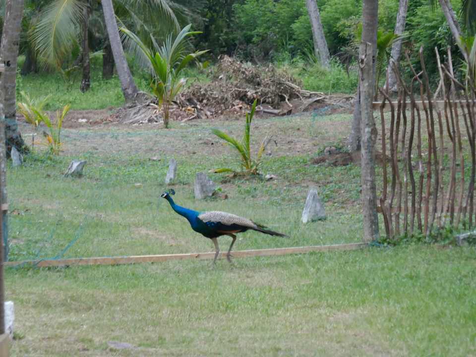 Gartenanlage CJ's House at Mawella