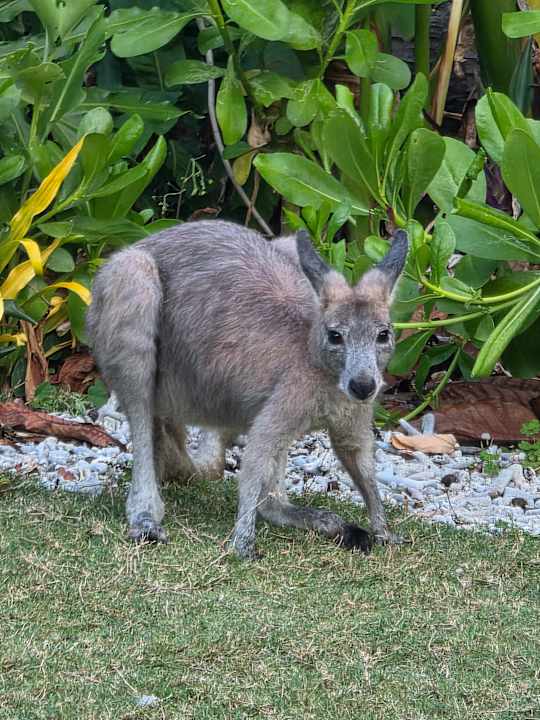 Gartenanlage Daydream Island Resort and Spa