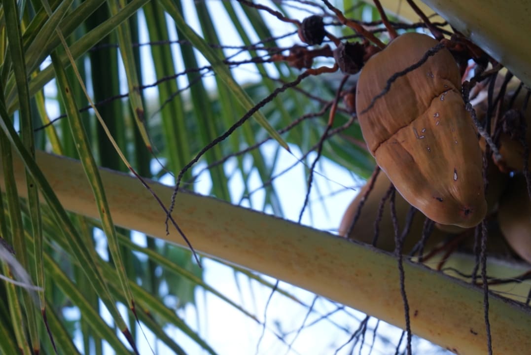 Strand Cinnamon Dhonveli Maldives