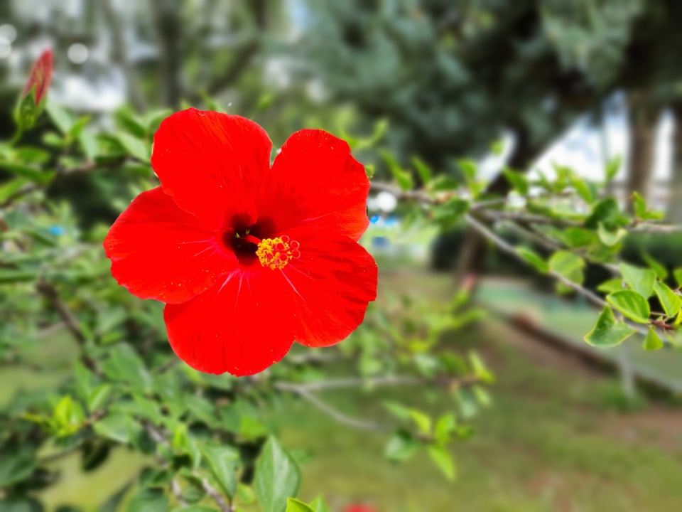 Gartenanlage Apollonia Beach Resort & Spa