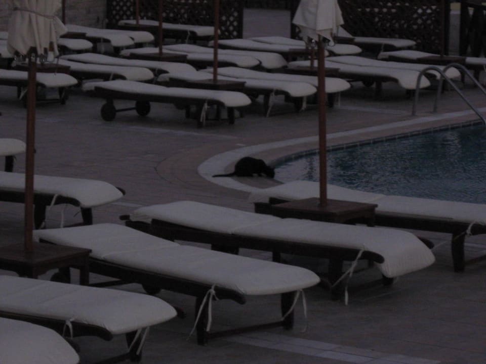 Genug Liegen vorhanden Hotel Kalithea Horizon Royal