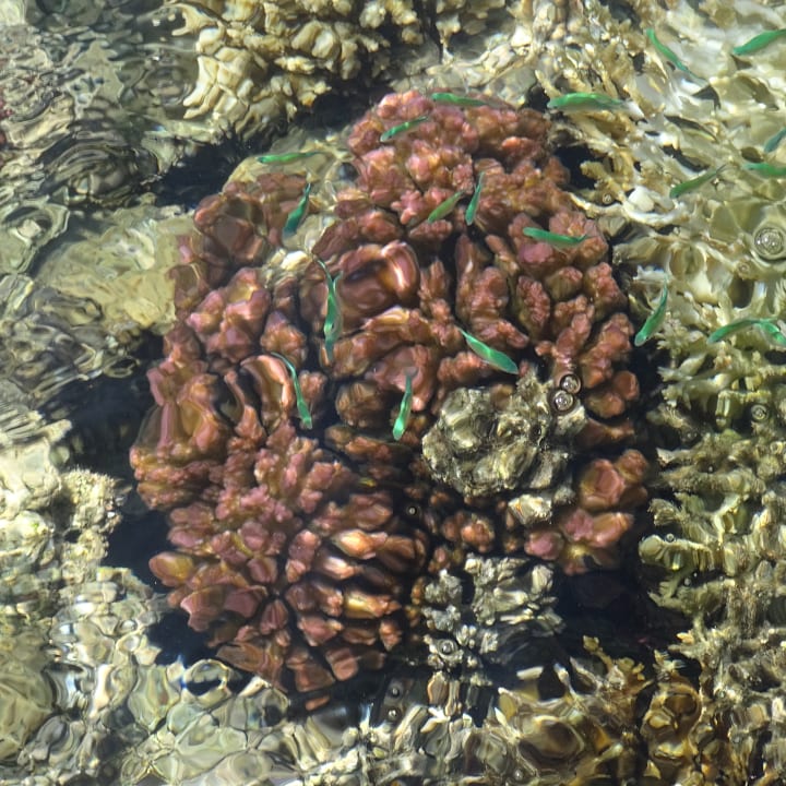 Strand Cleopatra Luxury Resort Makadi Bay