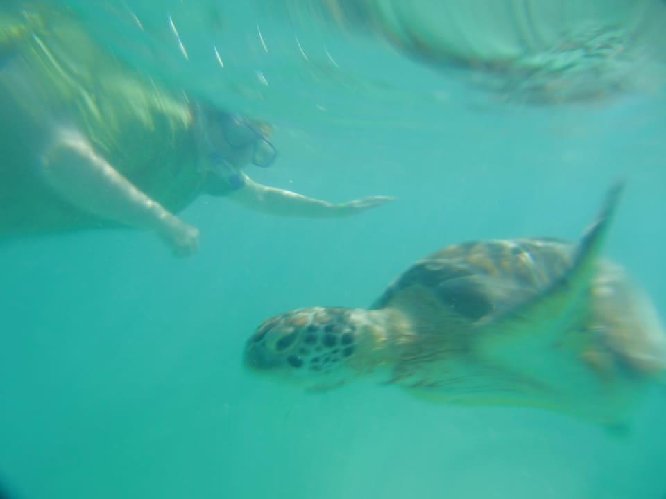 Schildkröte und ich Catalonia Royal Tulum Beach & Spa Resort - Adults only