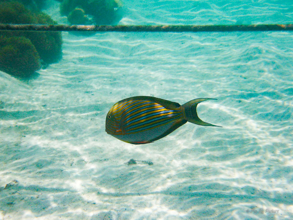 Sport & Freizeit Summer Island Maldives