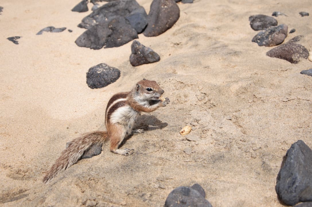 Strand SBH Club Paraiso Playa