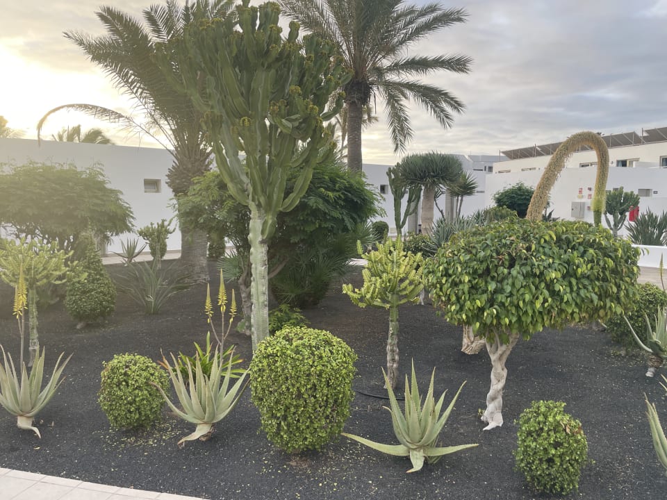 Gartenanlage Hotel Las Costas