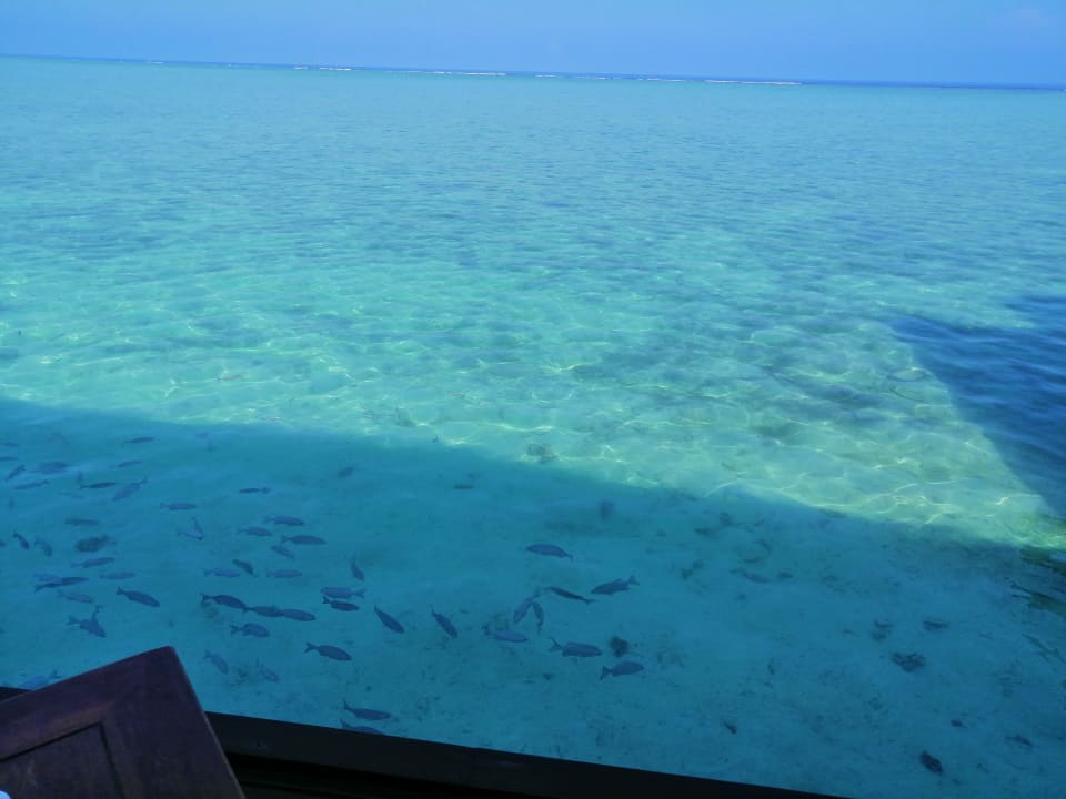 Gastro Summer Island Maldives