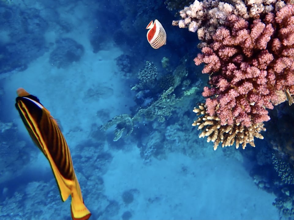 Strand Steigenberger Coraya Beach - Adults only