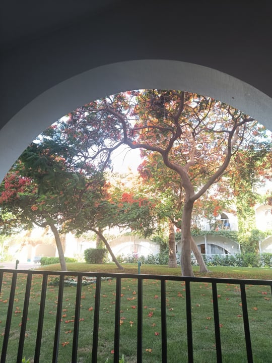 Ausblick Desert Rose