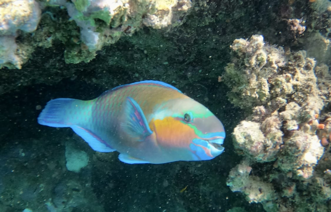 Sport & Freizeit Lahami Bay Beach Resort