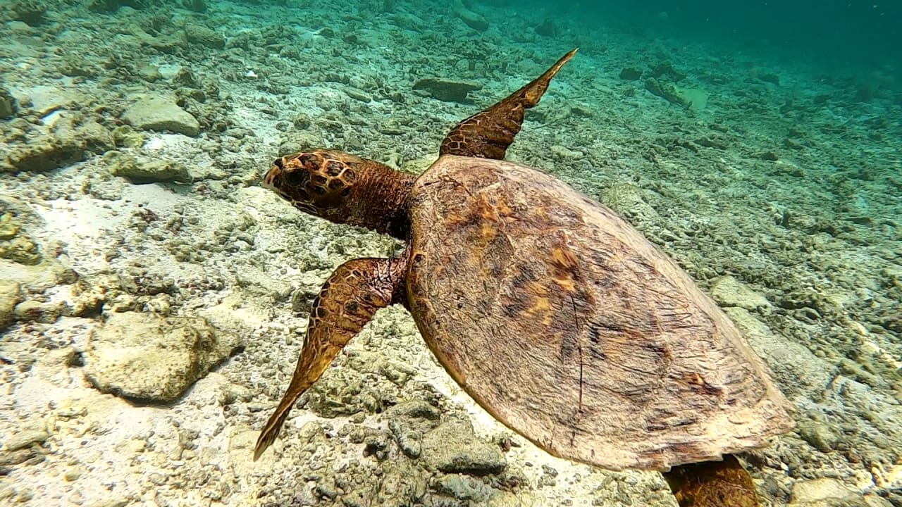 Sport & Freizeit Cinnamon Dhonveli Maldives