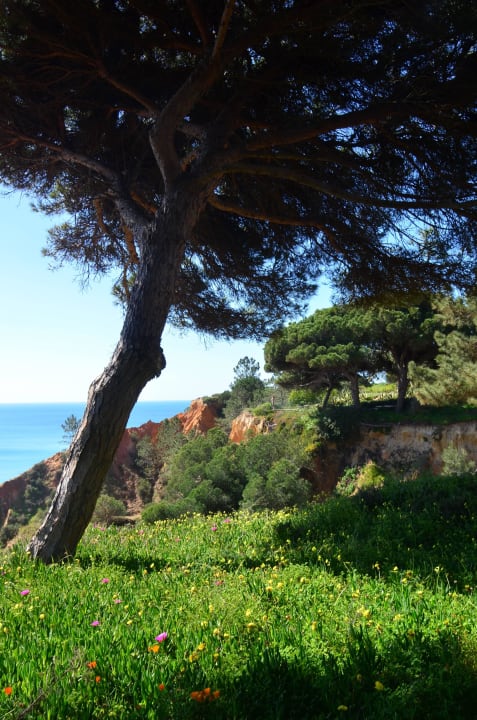 Einfach ein Augenschmaus PortoBay Falésia