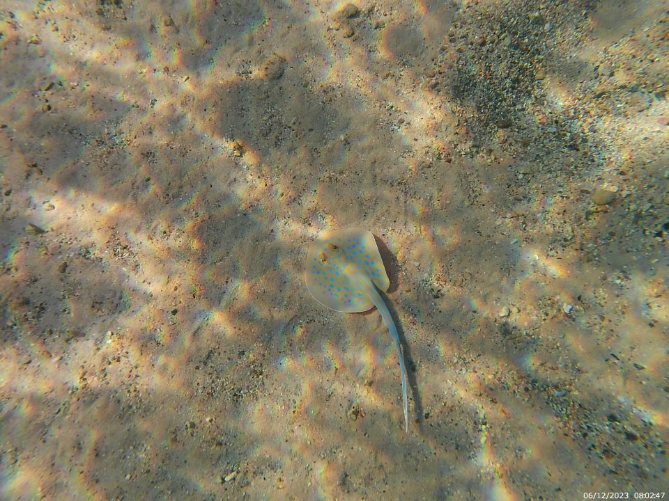 Sport & Freizeit Coral Sun Beach