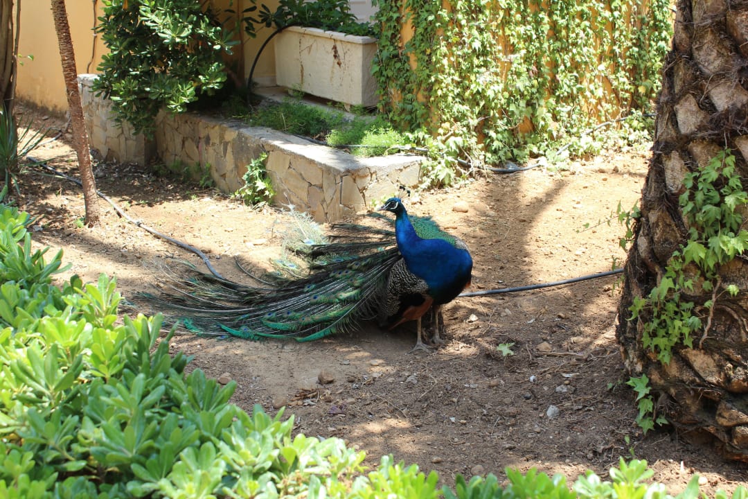 Der Hotelpfau Vantaris Luxury Beach Resort