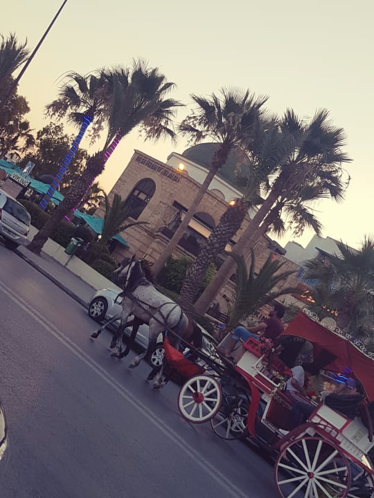 Sonstiges Sentido Phenicia