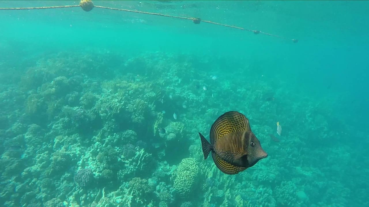 Immer wieder wunderschön Makadi Spa - Adults only