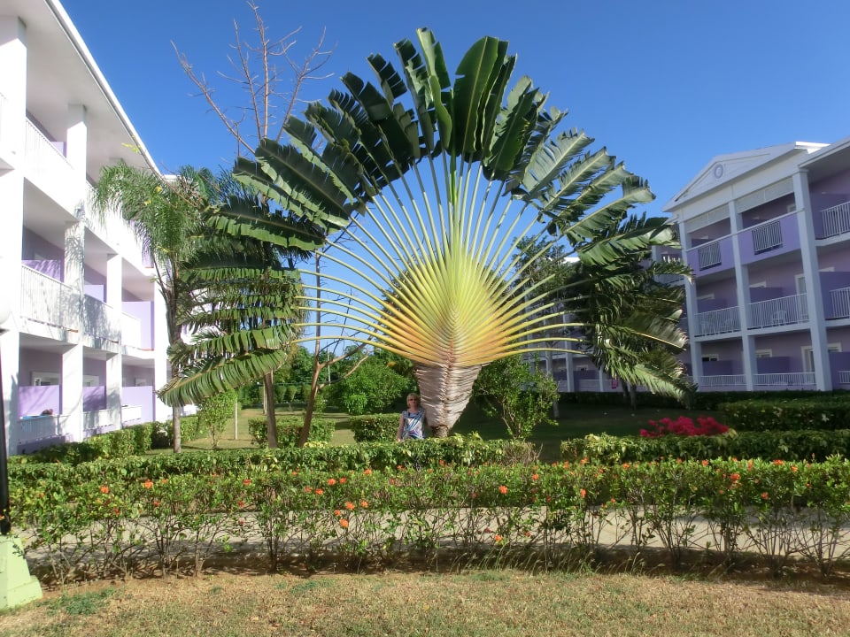 Zwischen den Häusern Hotel Riu Negril